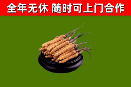 湘阴回收散虫草