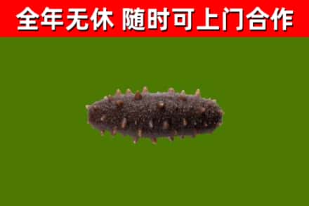 湘阴回收海参干